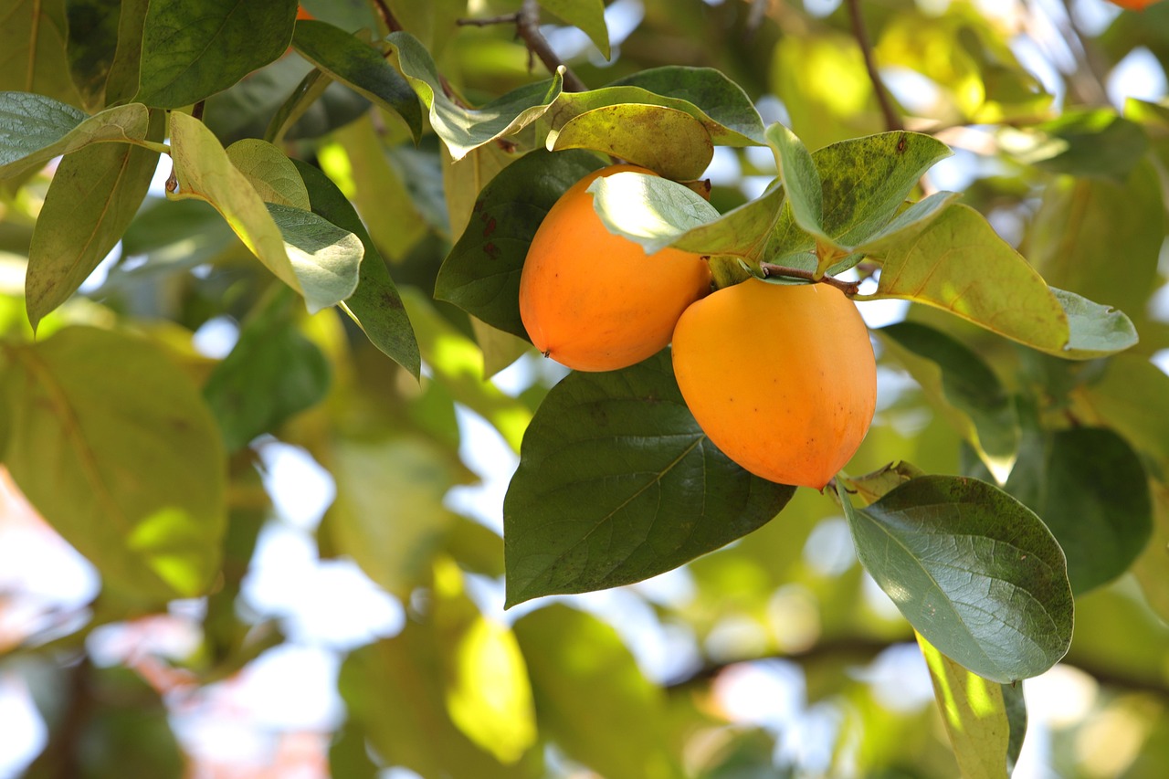 가을철 환절기 건강관리법 &mdash; 면역력을 높이는 식습관과 생활습관