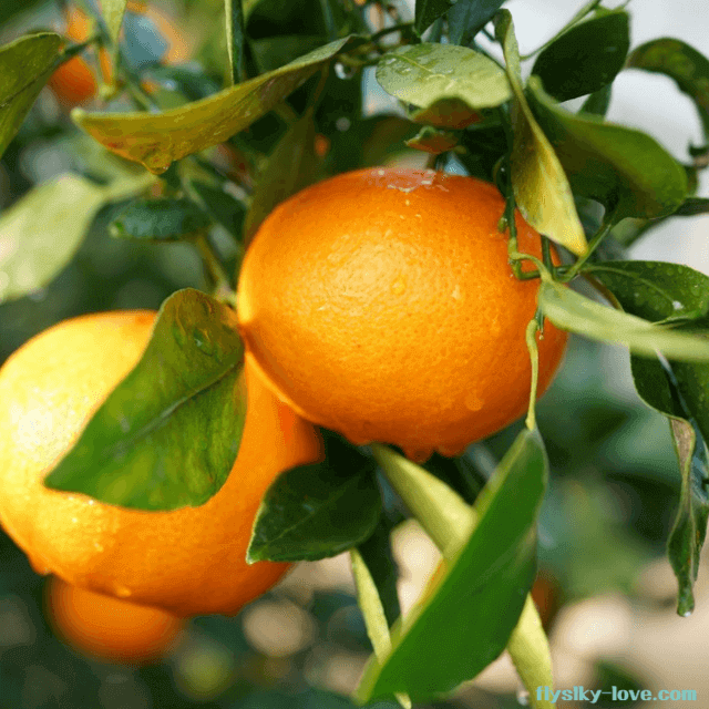 비타민C 가 풍부한 레드향