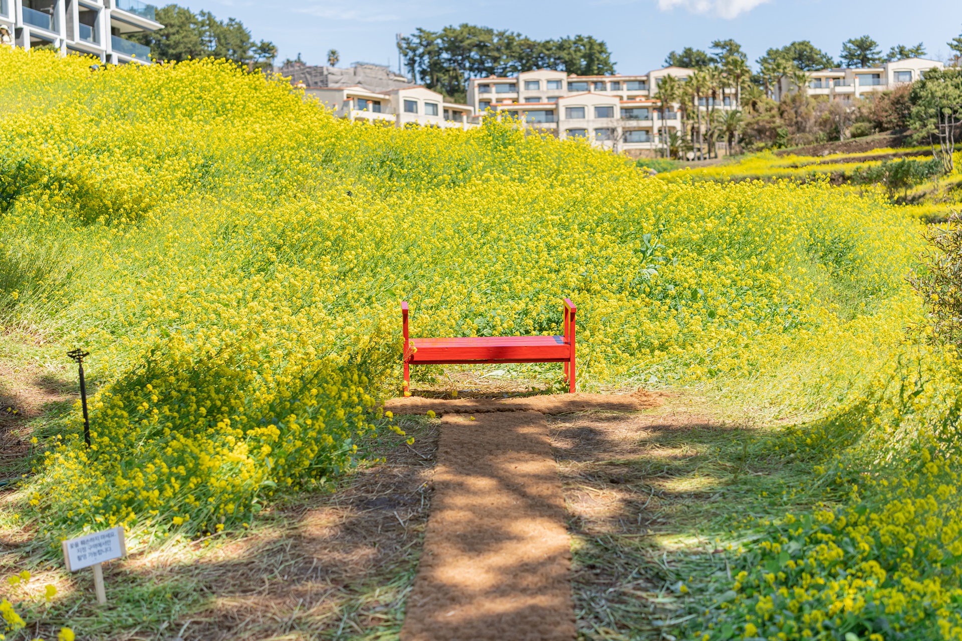 #JW가든 #JW메리어트제주 #댄싱두루미 #더플라잉호그 #아일랜드키친 #유채꽃 #제주사진 #제주여행 #제주유채꽃 #제주호텔