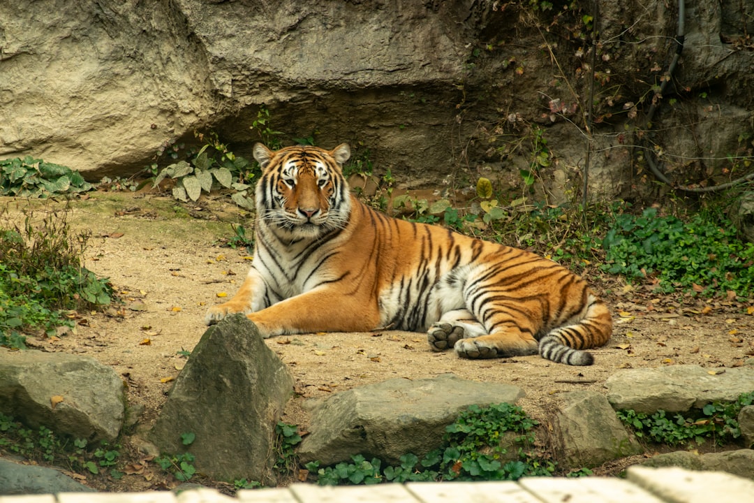 Everland