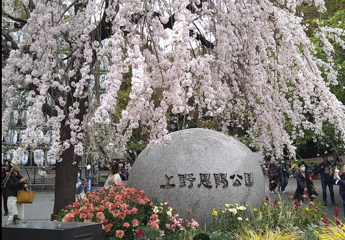 우에노공원 사쿠라