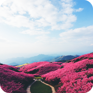 황매산 철쭉제 이미지