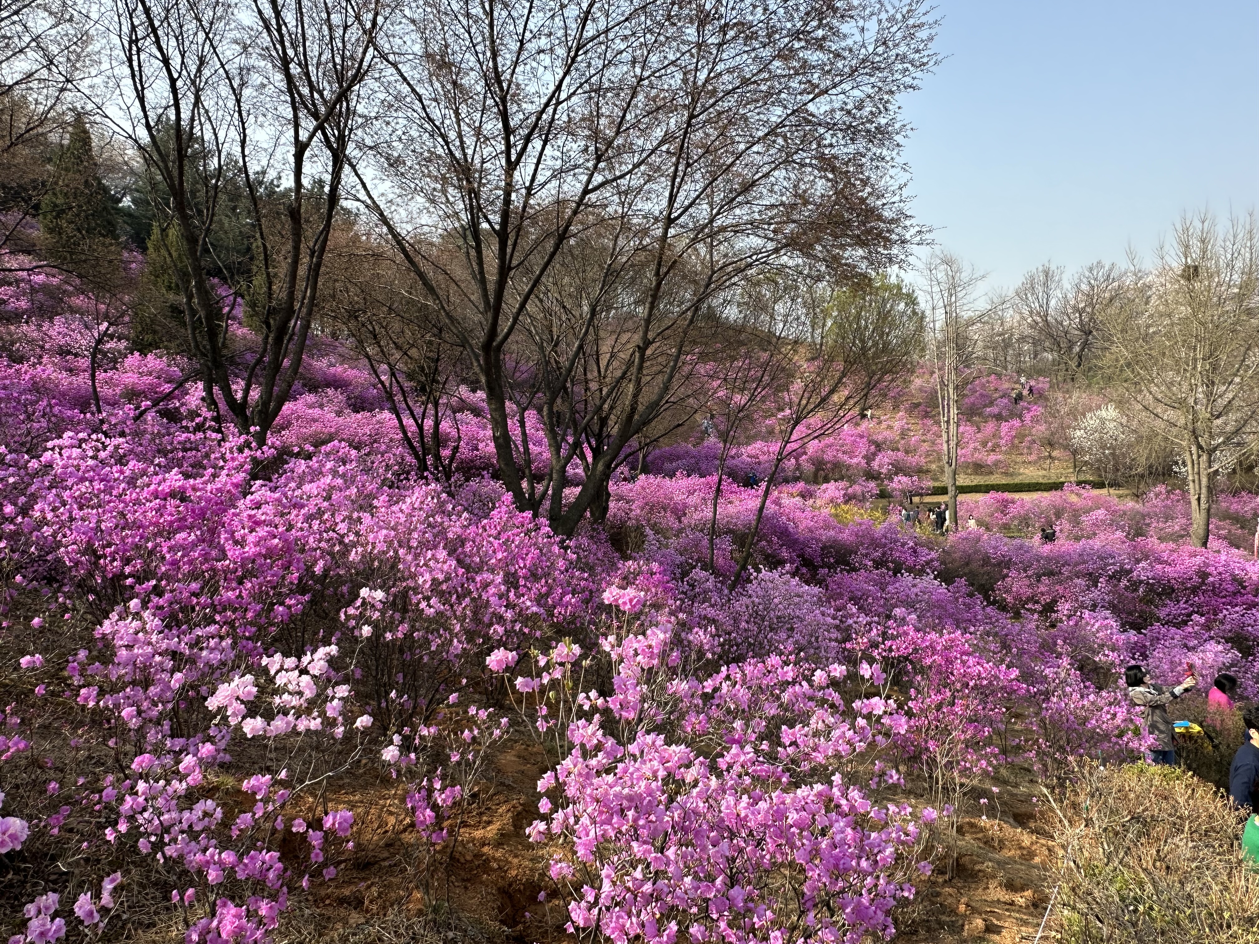 부천 원미산 진달래축제
