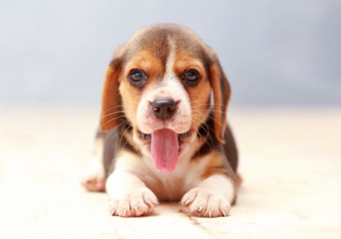 강아지 밤 먹어도되나요