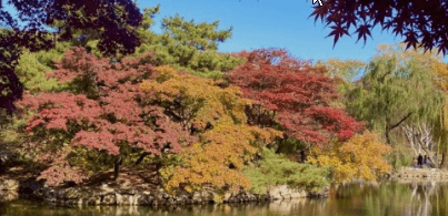 2023 가을여행 단풍기차여행