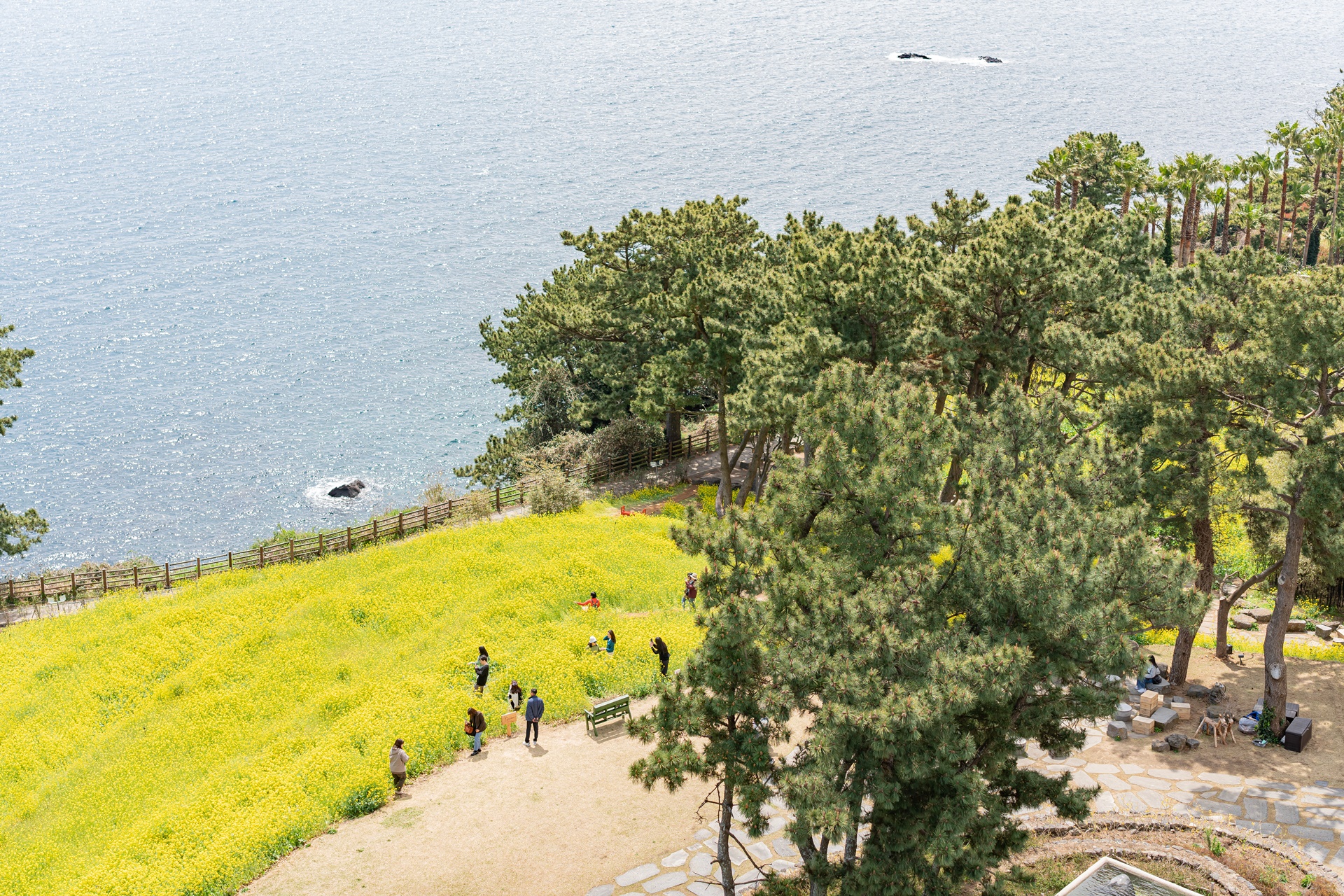 #JW가든 #JW메리어트제주 #댄싱두루미 #더플라잉호그 #아일랜드키친 #유채꽃 #제주사진 #제주여행 #제주유채꽃 #제주호텔