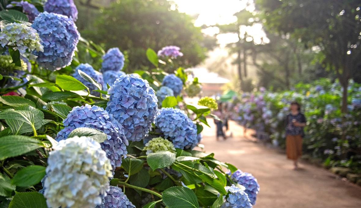 태종대 수국 축제
