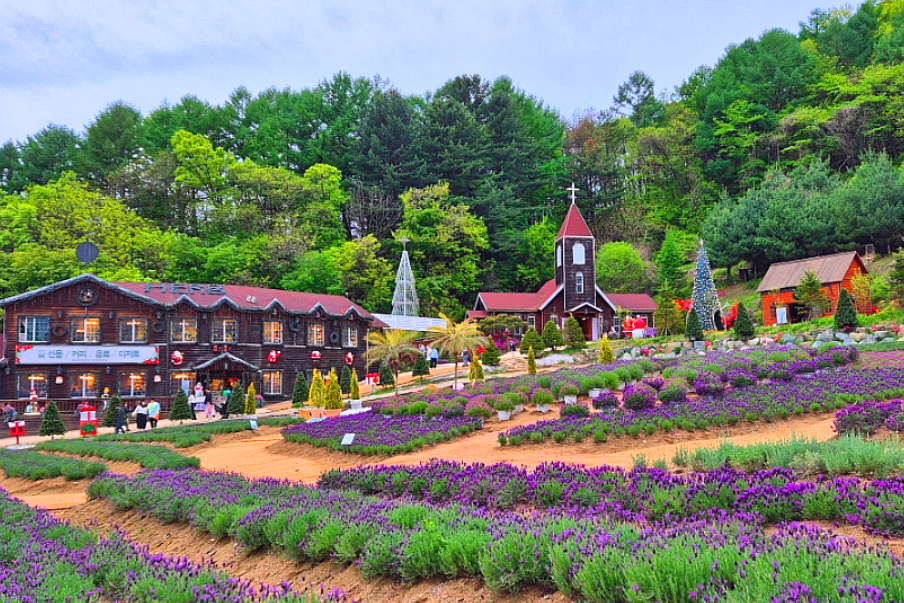 포천 허브아일랜드 라벤더 축제
