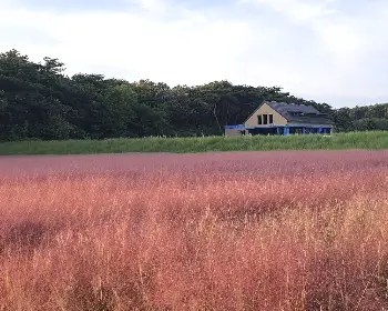 고창 핑크뮬리 축제_12