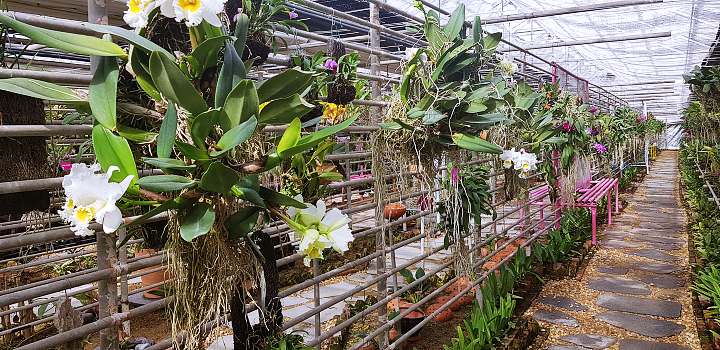 생방송오늘저녁 희귀 난초 온실 농원 경기 김포 체험농장 가든 카페 추천