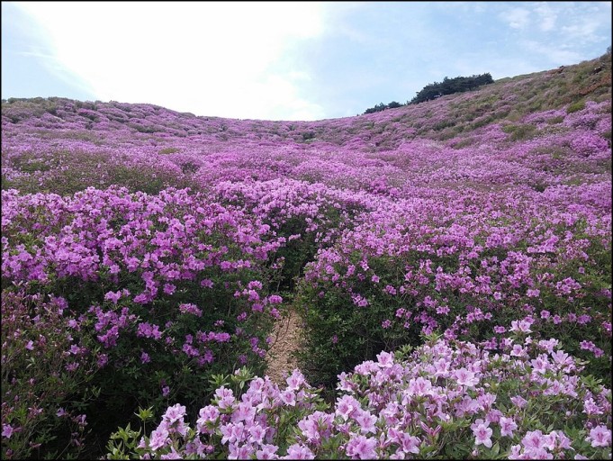 벚꽃축제벚꽃명소봄꽃여행지