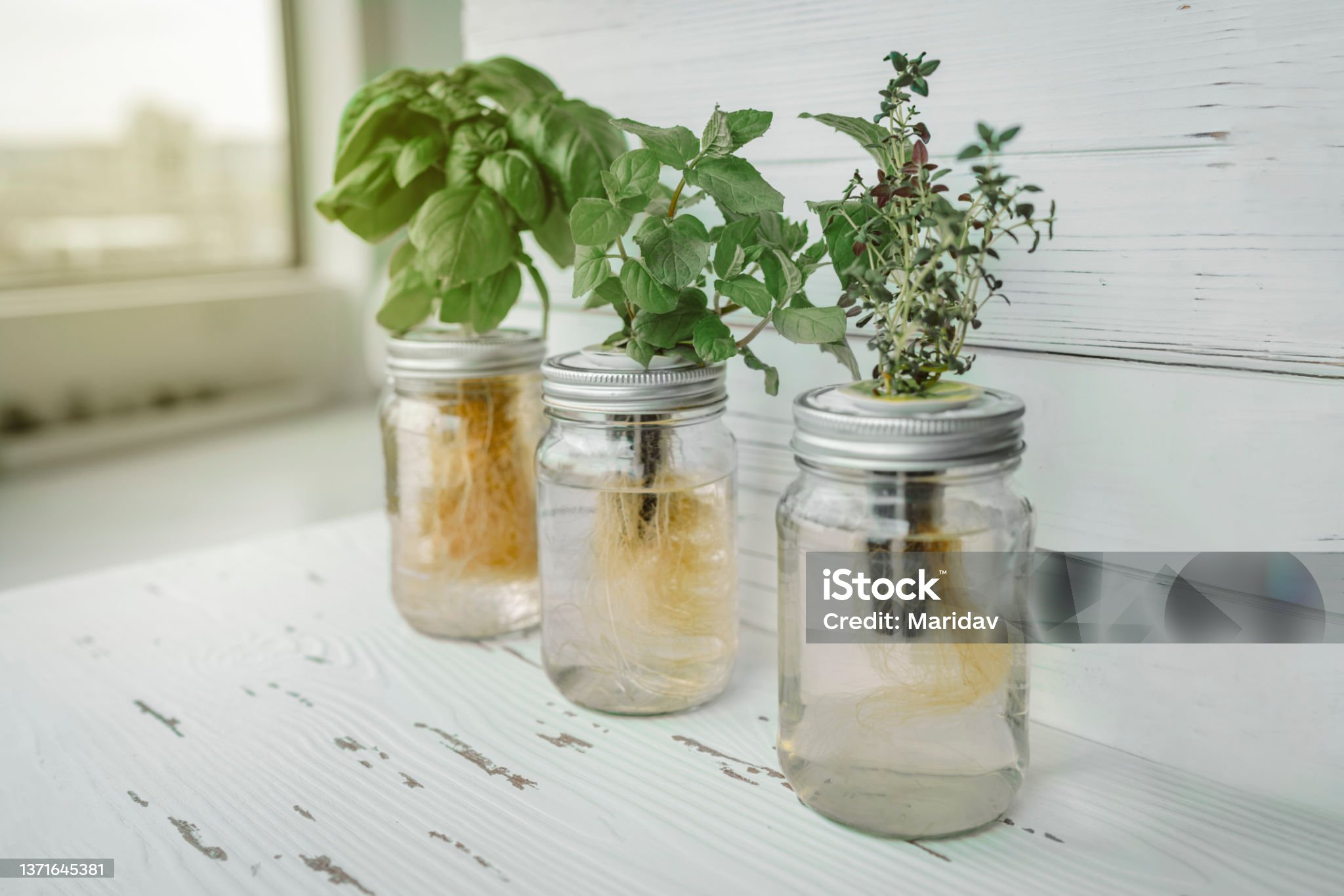 스마트팜 - 수경재배