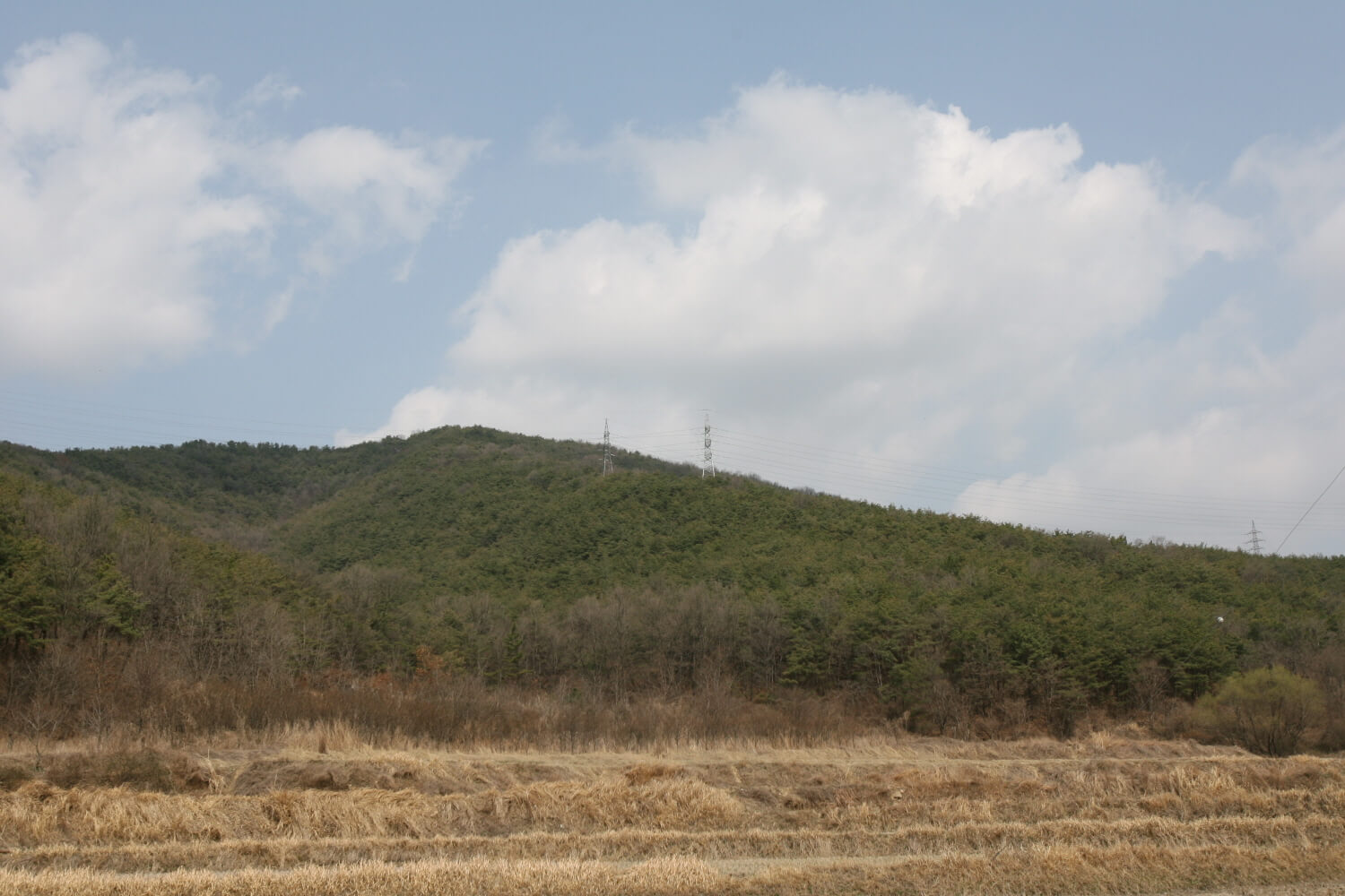 고사리의-조상-나무고사리