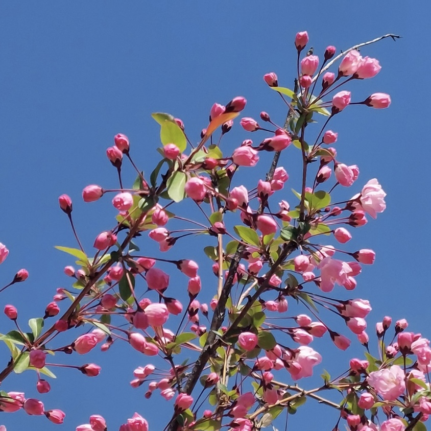 김해_연지공원_벚꽃_개화현황