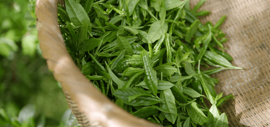 바구니에 담겨 있는 녹차 잎