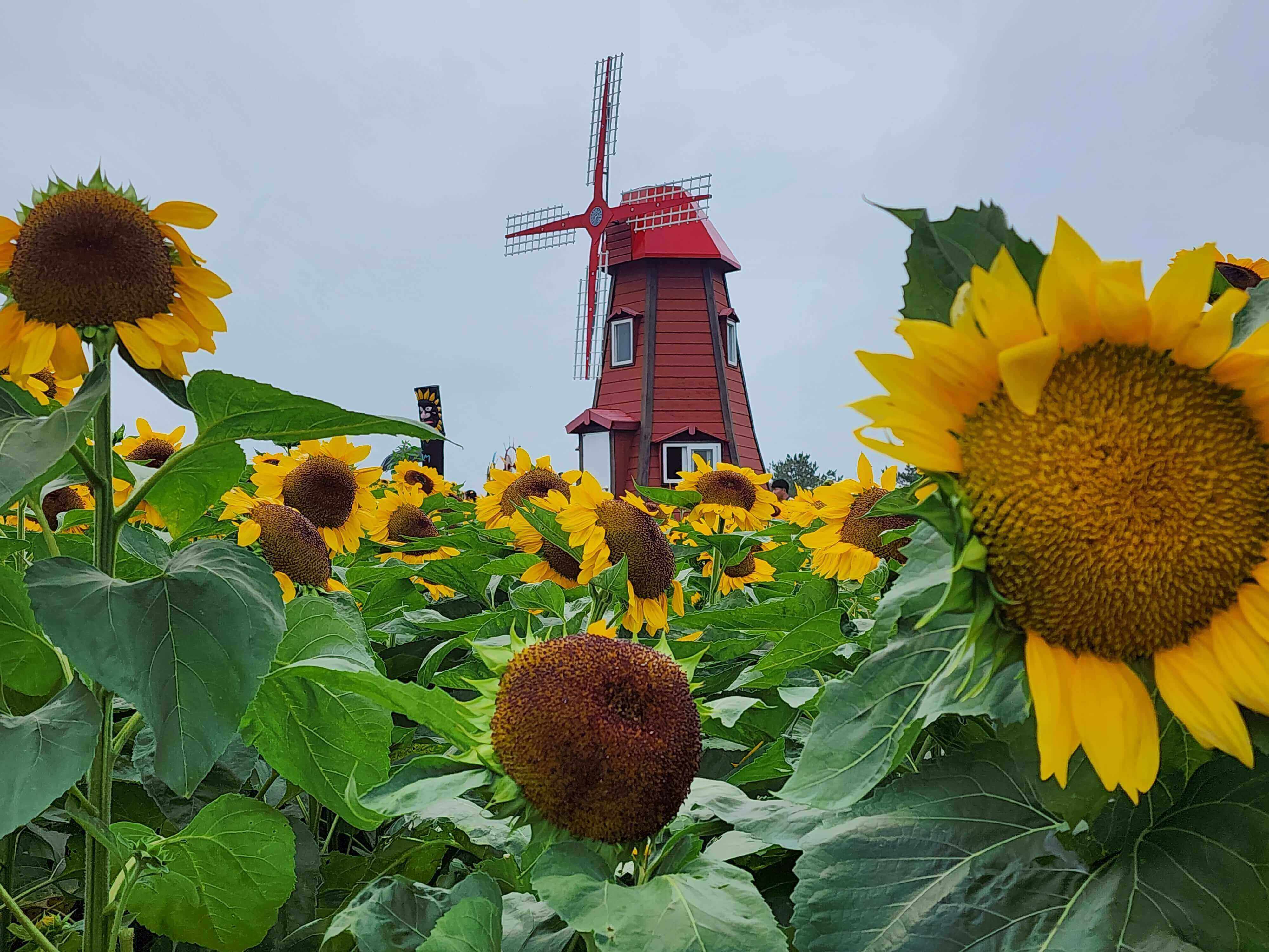 강주해바라기축제