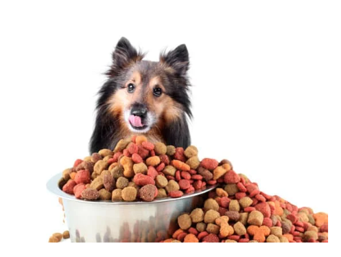 강아지 사료 추천 간식 선택 가이드