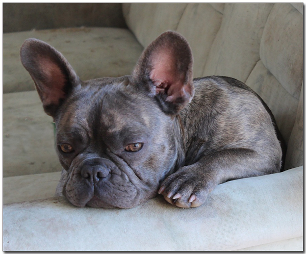 쇼파에 누워있는 프렌치 불독