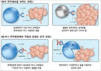 폐암 면역항암제 치료비 절반으로 줄이는 보험 활용 전략으로 실전팁_17