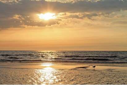 2026년 병오년 닭띠 신년운세 무료보기|무료사이트 추천 7