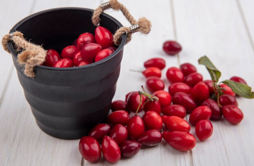 보리수 열매 효능