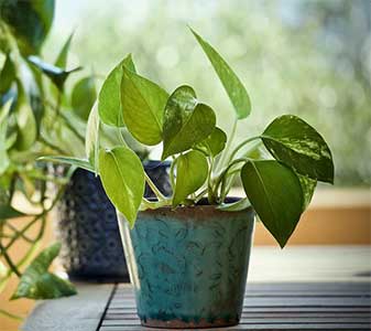 실내에서 키우기 쉬운 식물 스킨답서스 2