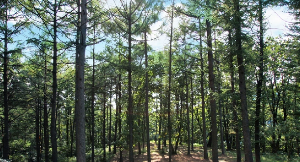 설매재자연휴양림