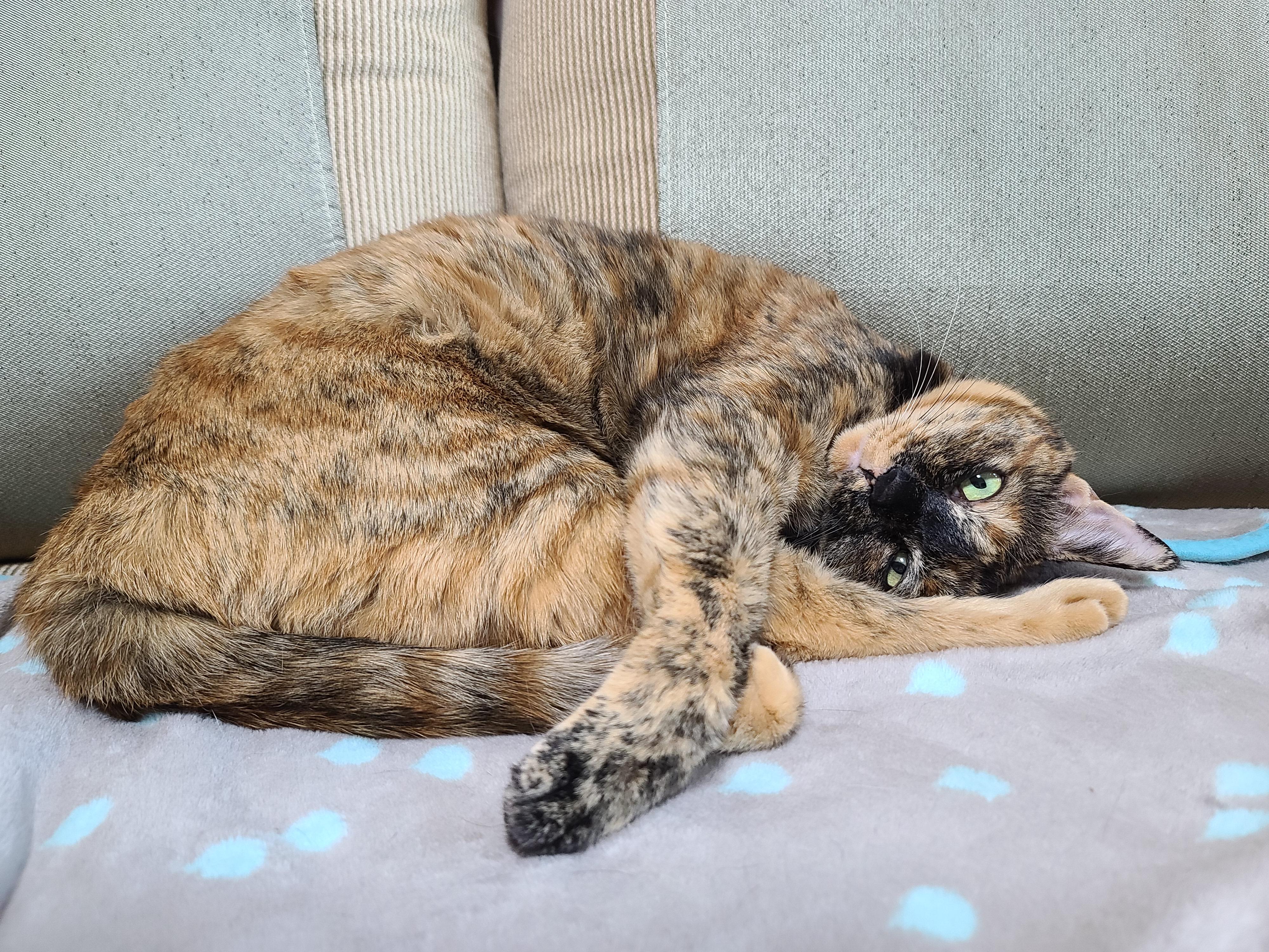 카오스 고양이 배만지기와 플레멘 반응. 고양이 플레멘 반응이란?