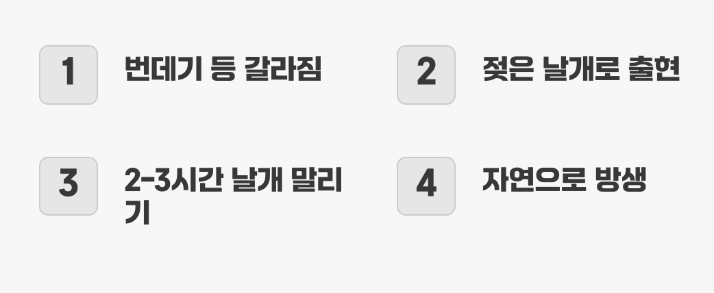 5. 감동의 순간, 날개를 펴는 우화