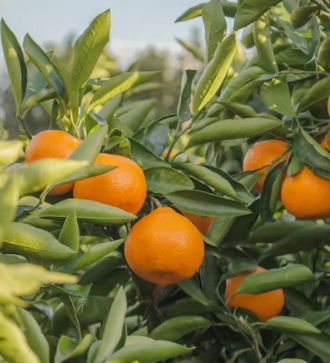 귤 효능 부작용 칼로리 고르는법