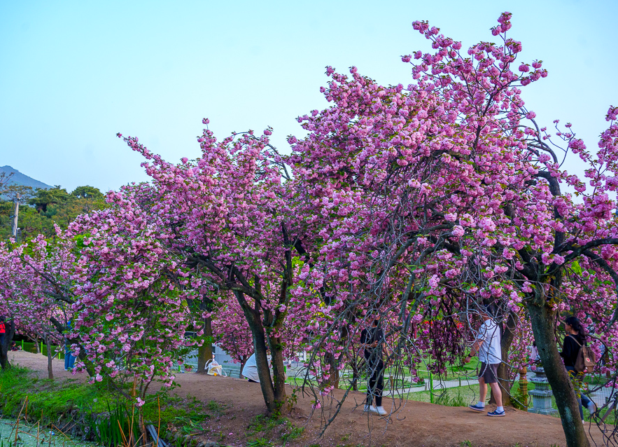 월곡역사공원 겹벚꽃1