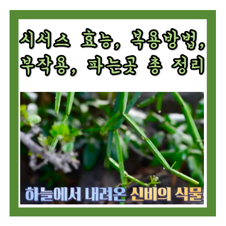 시서스
