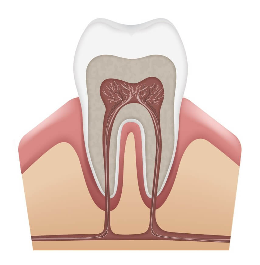 잇몸 단면 이미지