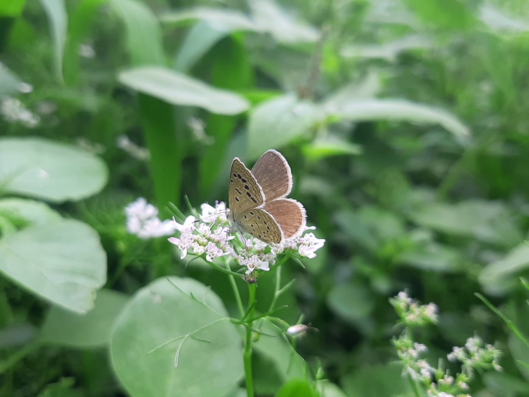 Butterfly.