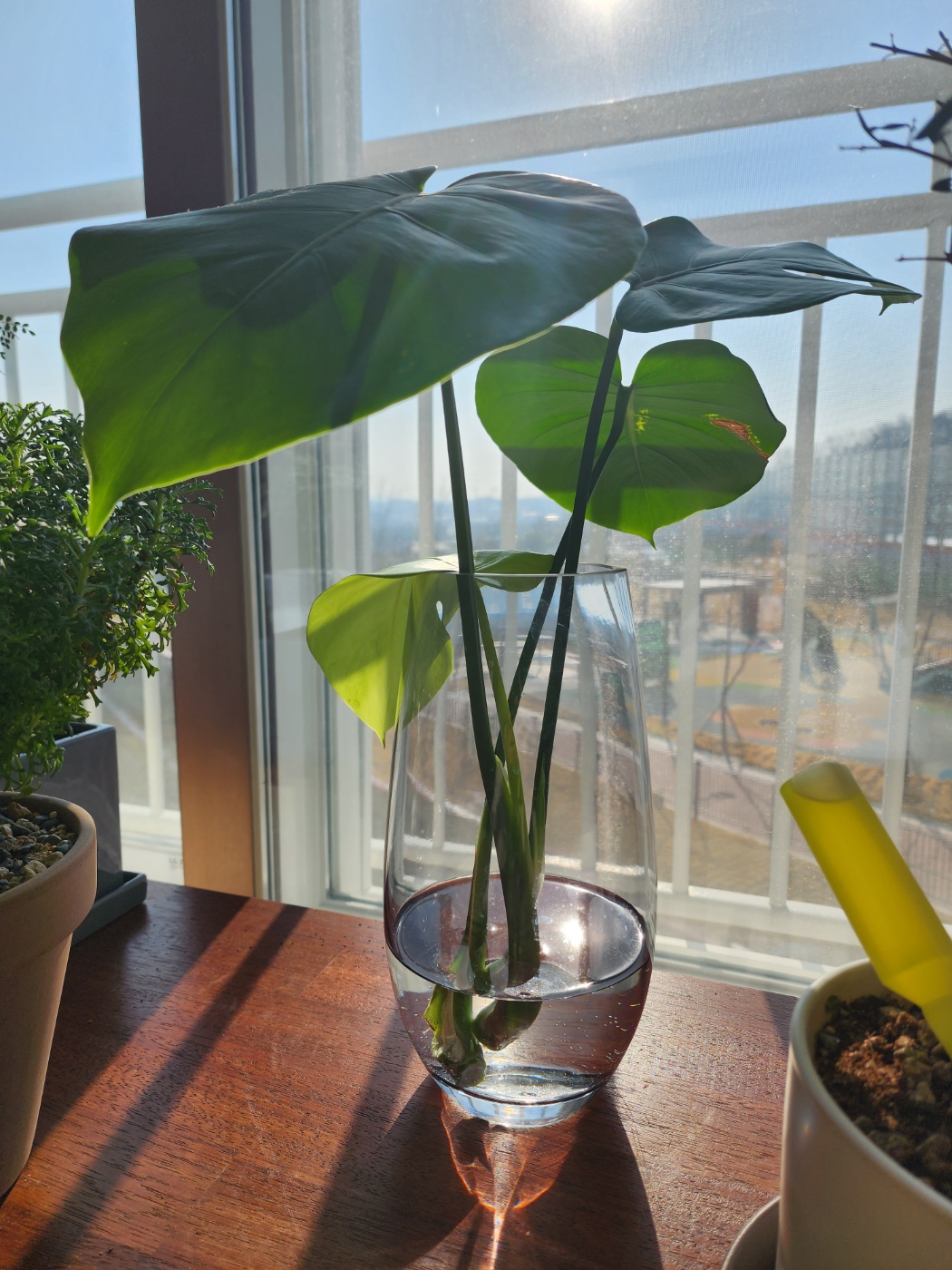 몬스테라 물꽂이
