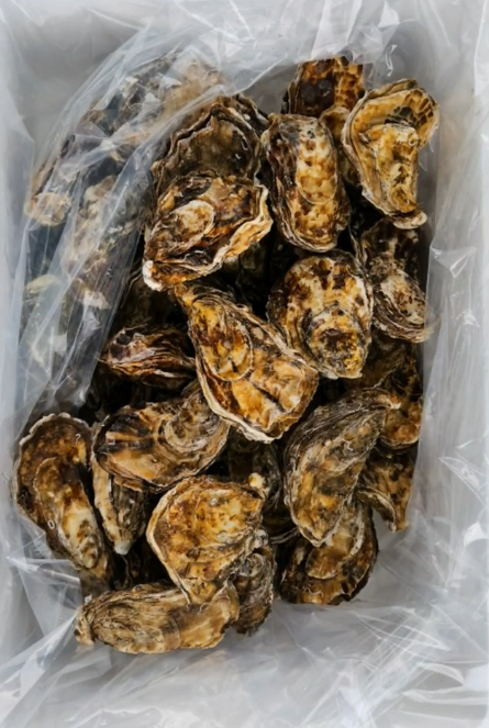 오늘엔&amp;#44; 경남 가리비/굴 제철 경민수산 안내 