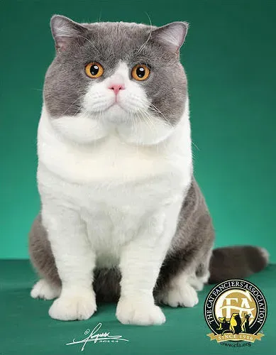 브리티쉬숏헤어 고양이 실버 유전병 분양 가격 성격_2