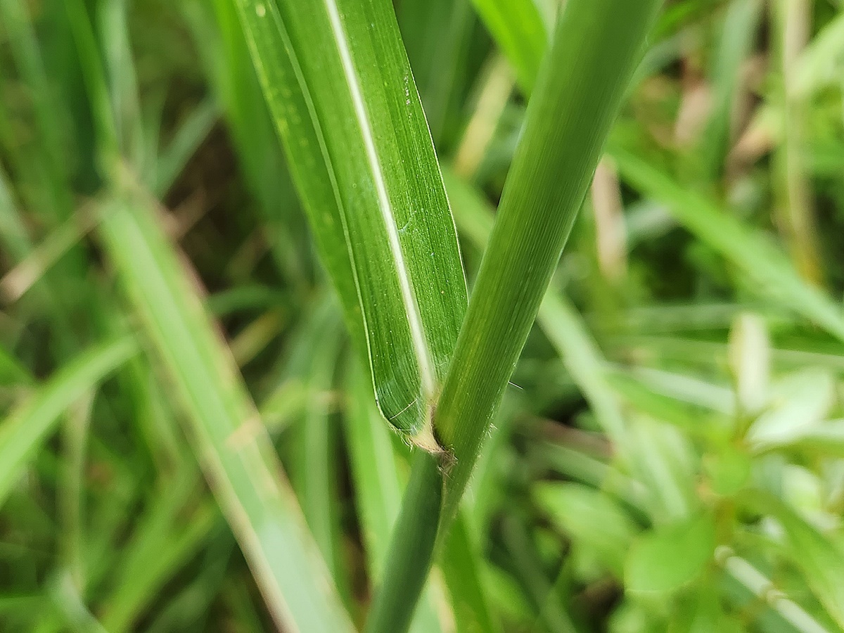 억새
