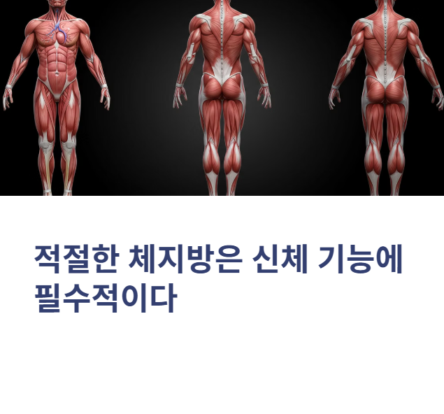 적절한 체지방은 신체 기능에 필수적이다