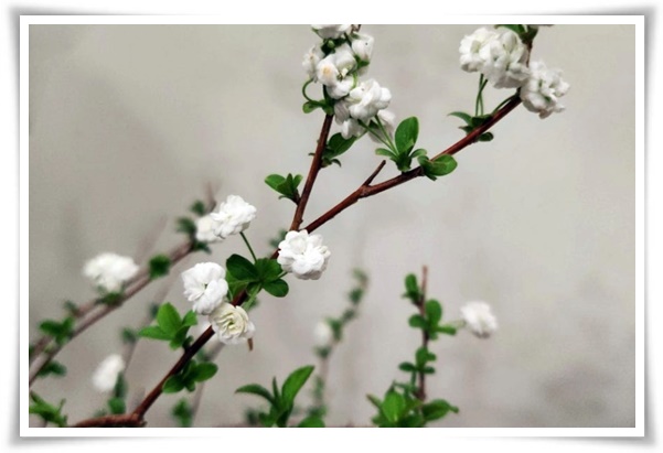 &quot;설유화&quot; 눈꽃보다 아름다운 꽃, 봄을 깨우는 순백의 기적!