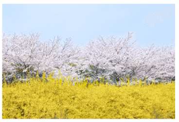 봄꽃 개화시기 2024 지역별 봄꽃축제