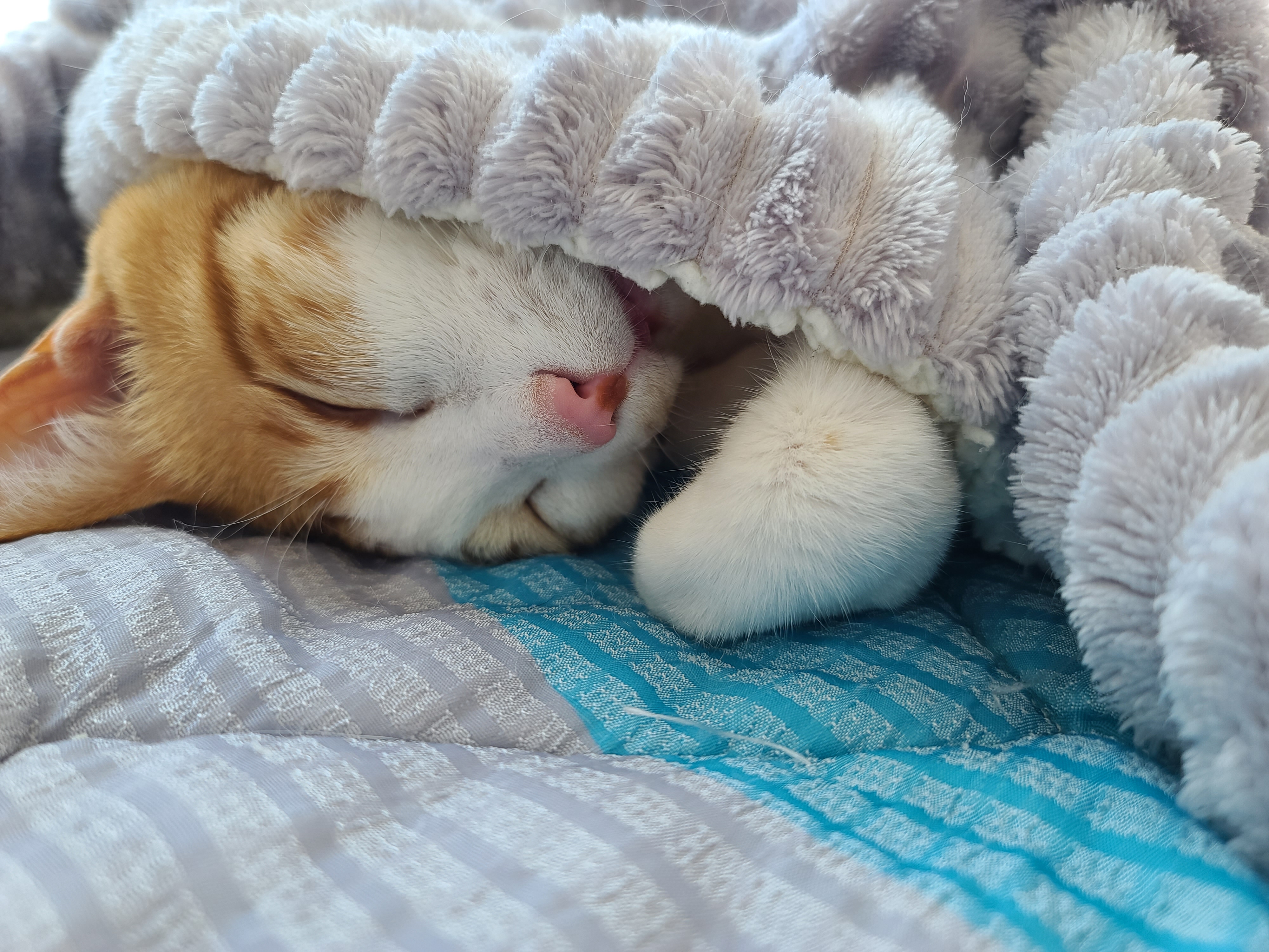 막둥이 치즈고양이 삐용이