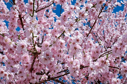진해 군항제 무료 주차장 셔틀버스 실시간 교통상황 확인하기와 관련된 벚꽃사진