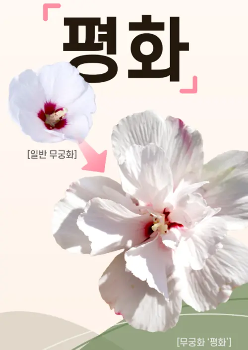 무궁핏 부작용 효능 후기 복용법 가격 다이어트 효과