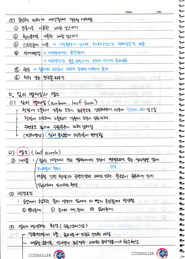 잎의 볕데임과 엽소