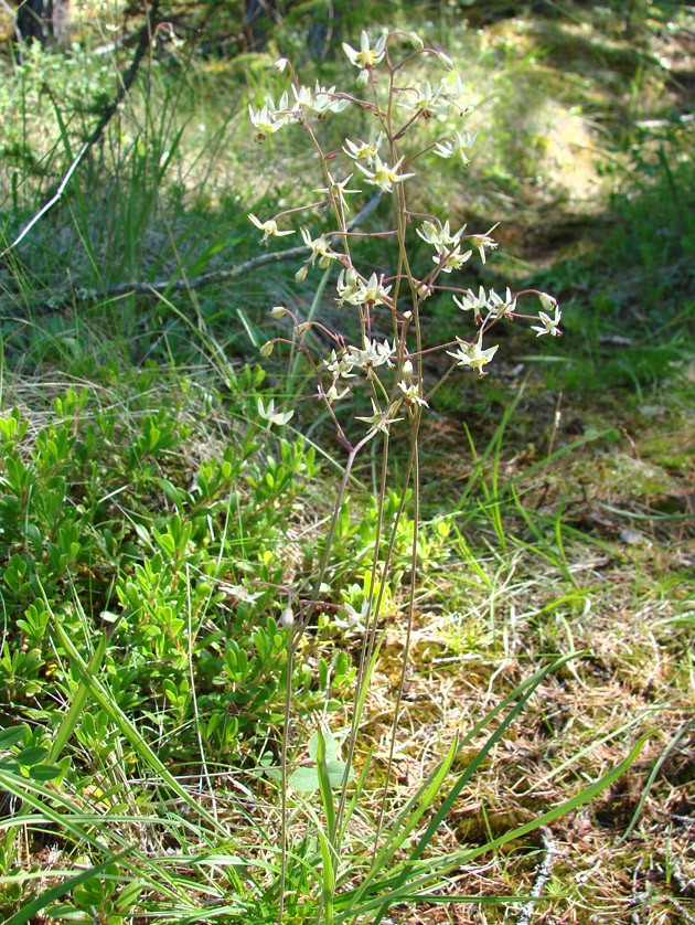 나도여로 : 자연에서 찾은 강력한 신경통 치료약의 효능과 안전한 사용법
