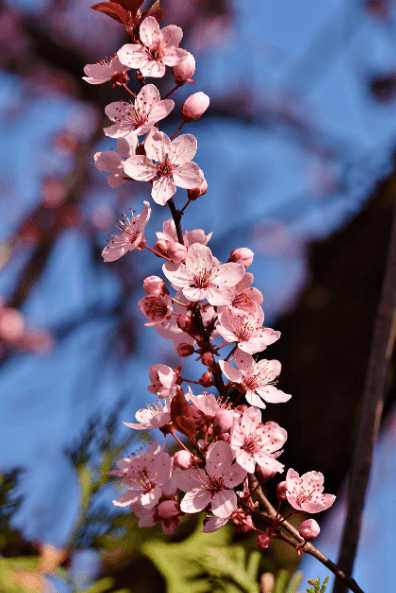 한강 벚꽃 마라톤