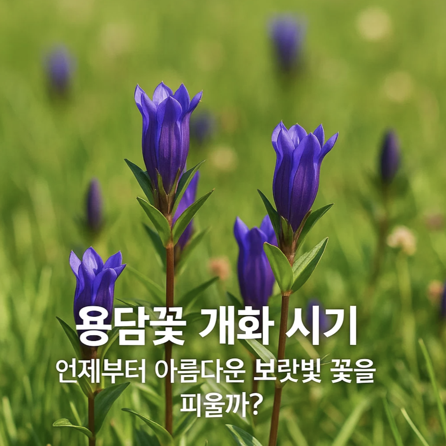 용담꽃 개화 시기, 언제부터 아름다운 보랏빛 꽃을 피울까?