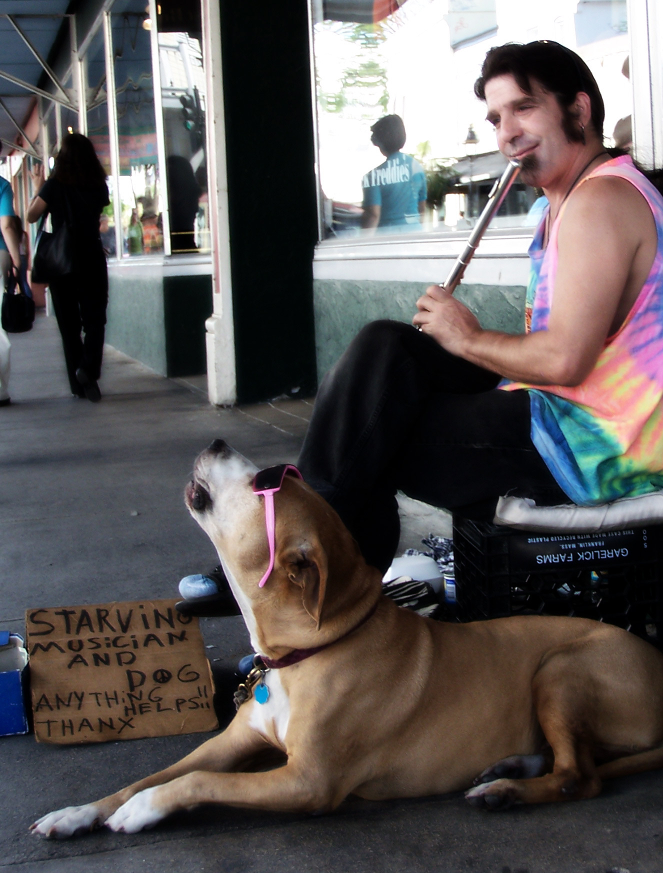 강아지 하울링 이유 관련 사진
