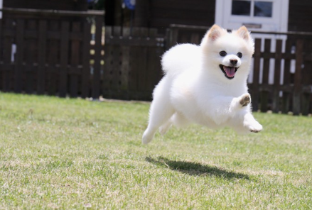 달리는 포메라니안들.